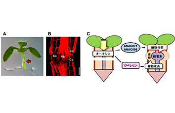 Molecular mechanism of plant hormones involved in graft adhesion