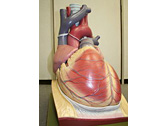 Image photo of anatomy training