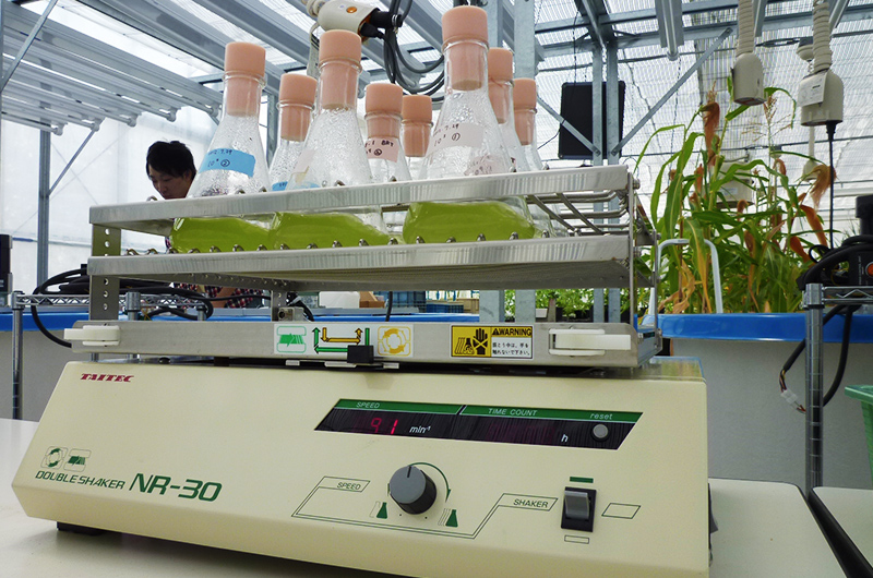 Photograph of microalgae culture experiment in greenhouse