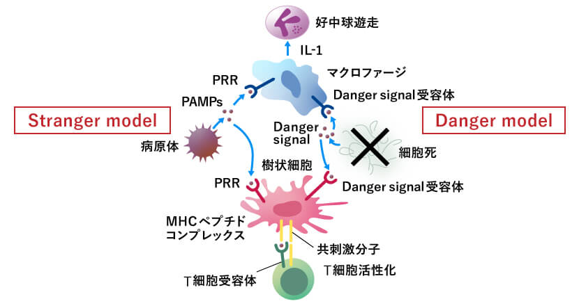 In the "Stranger model" (left) that distinguishes oneself from others, the Danger signal emitted from the pathogen is recognized by immune cells such as dendritic cells and macrophages. The "Danger model" (right) also emits a Danger signal as a signal to signal dead cells.