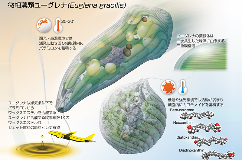 Euglena illustration