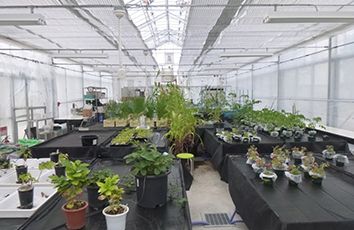 Plant science field