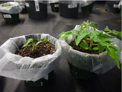 Researching the mysterious power of plants (plant field)