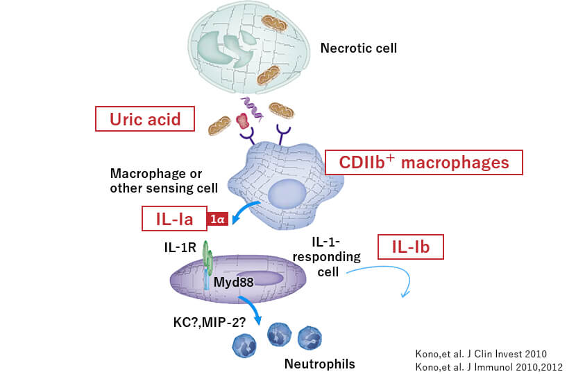 Uric acid leaked from the cell membrane of cells that have caused cell death is recognized by macrophages as a Danger signal and produces an inflammatory cytokine called IL-1.