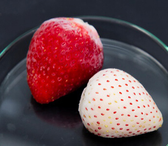 Strawberries stored frozen in the laboratory for mass spectrometric imaging
