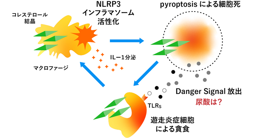 Cholesterol crystals activate inflammasome and IL-1 secretion. A cycle in which Danger signals are released from cell death due to inflammation that occurs there and are eliminated by macrophages.