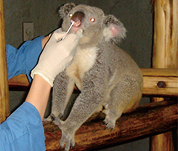 Sampling from rare animals (koalas)